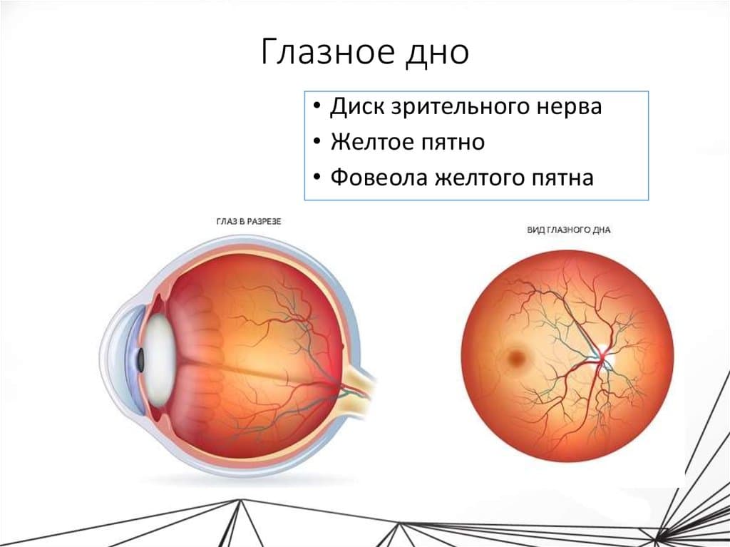 схема глазного дна