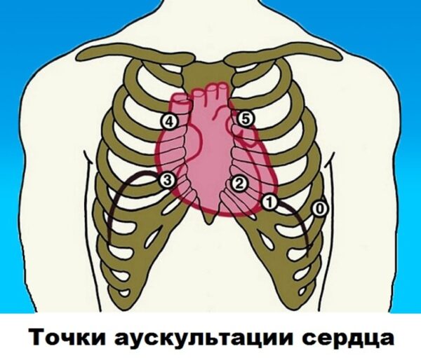 Точки аускультации легких схема