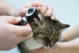 ветеринар проводит обследование кошки при помощи отоскопа