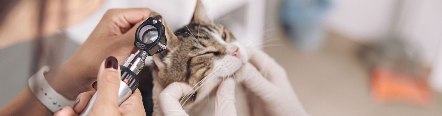 Ветеринар проводит отоскопию коту
